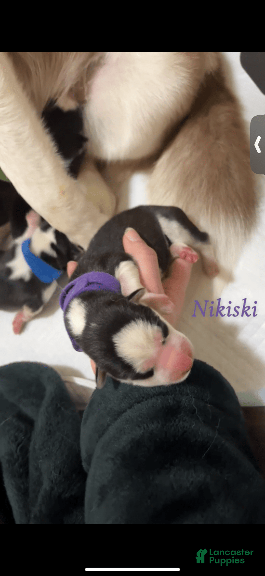 Siberian Husky dogs for sale: Nikiski - Image 1