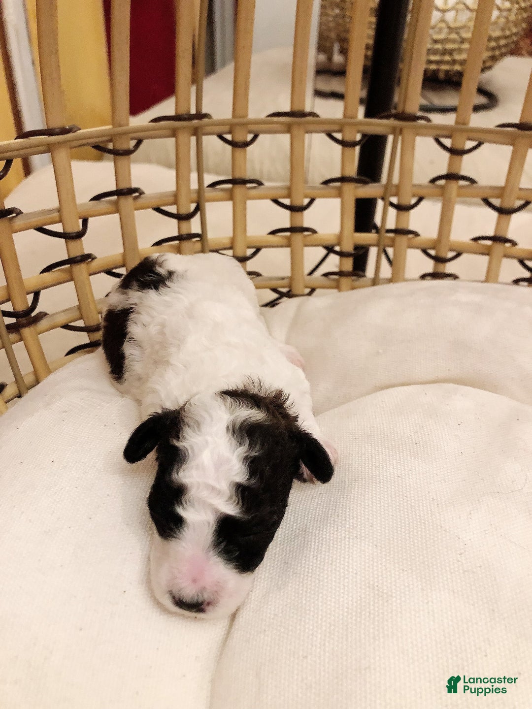 Toy Poodle dogs for sale: Mark Antony - Image 6