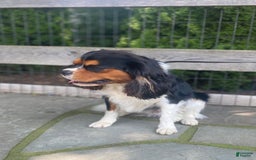 Cavalier King Charles Spaniel dogs for stud: Tucker Stud Muffin - Image 3