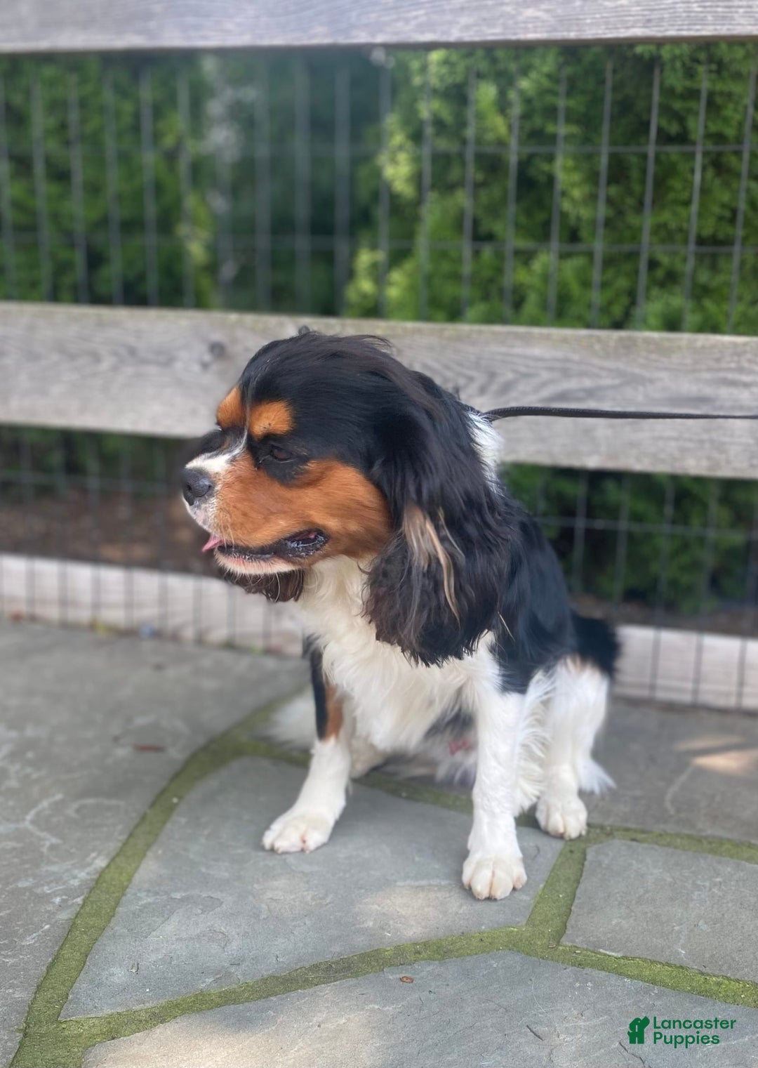Cavalier King Charles Spaniel dogs for stud: Tucker Stud Muffin - Image 3