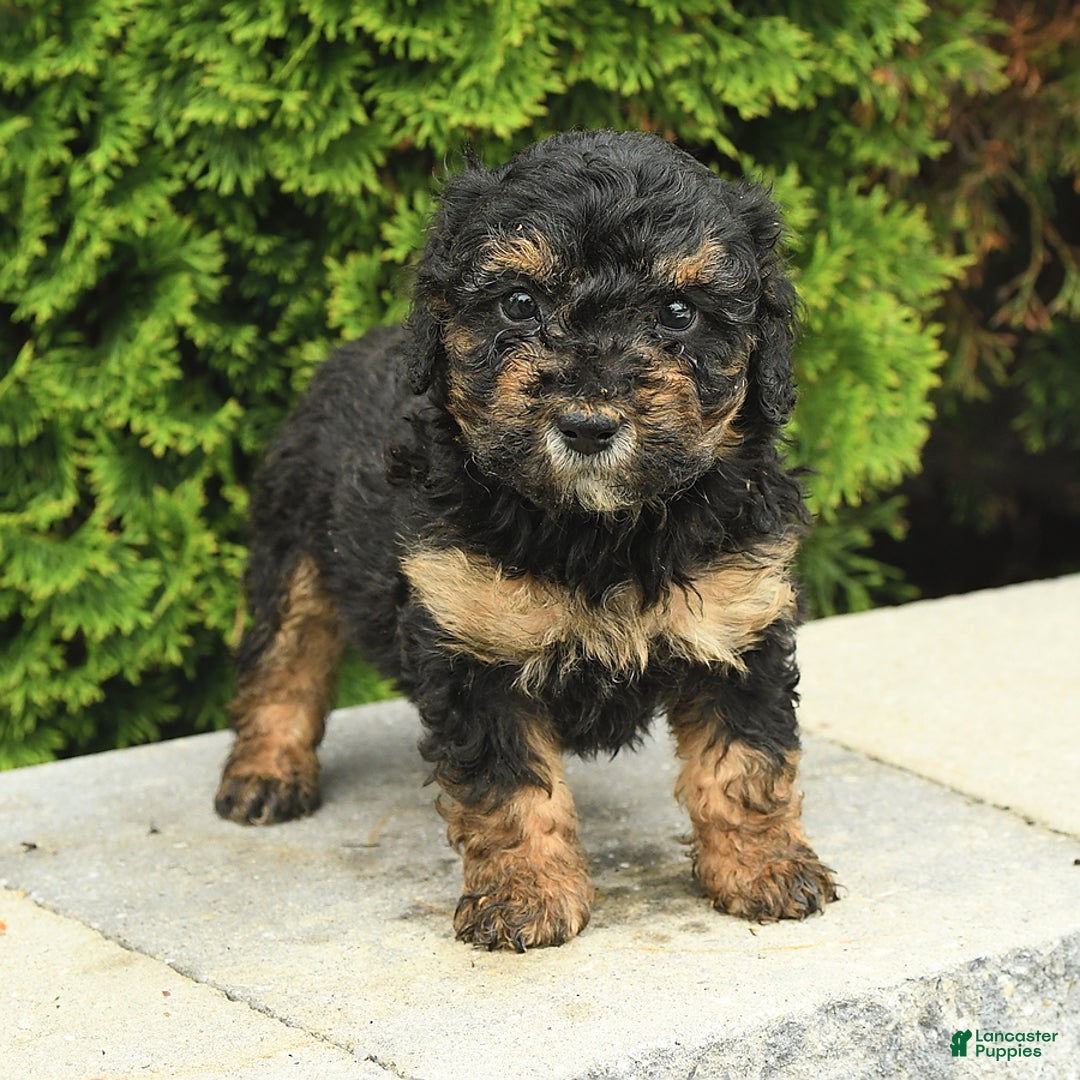 Miniature Poodle dogs for sale: Olive - Image 10