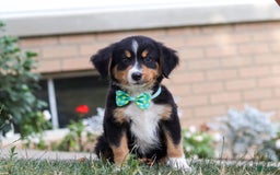 Mini Bernedoodle dogs for sale: Brody - Image 1