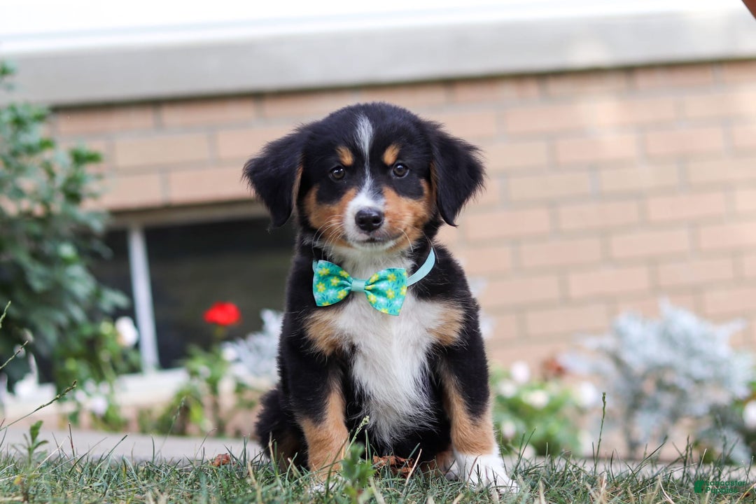 Mini Bernedoodle dogs for sale: Brody - Image 1