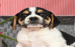 Beabull dogs for sale: Wynona - Image 8