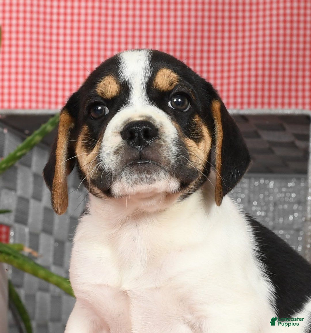 Beabull dogs for sale: Wynona - Image 8