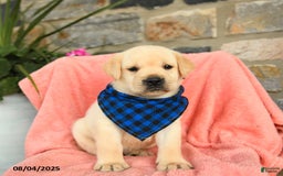 Labrador Retriever dogs for sale: Labrador Retriever 6 puppies - Image 27