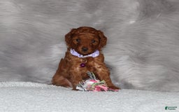 Mini Goldendoodle dogs for sale: Cami - Image 2