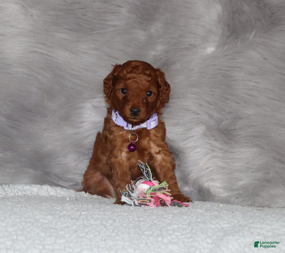 Mini Goldendoodle dogs for sale: Cami - Image 2