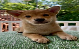 Shiba Inu dogs for sale: Bear - Image 2