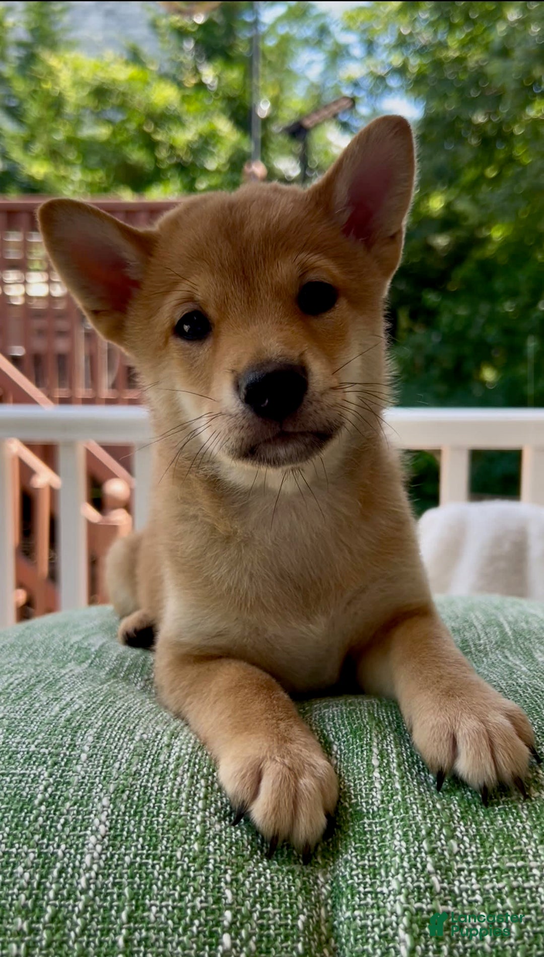Shiba Inu dogs for sale: Bear - Image 2