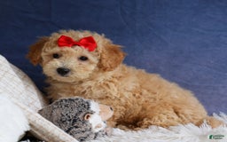 Bichpoo dogs for sale: Tyson - Image 21