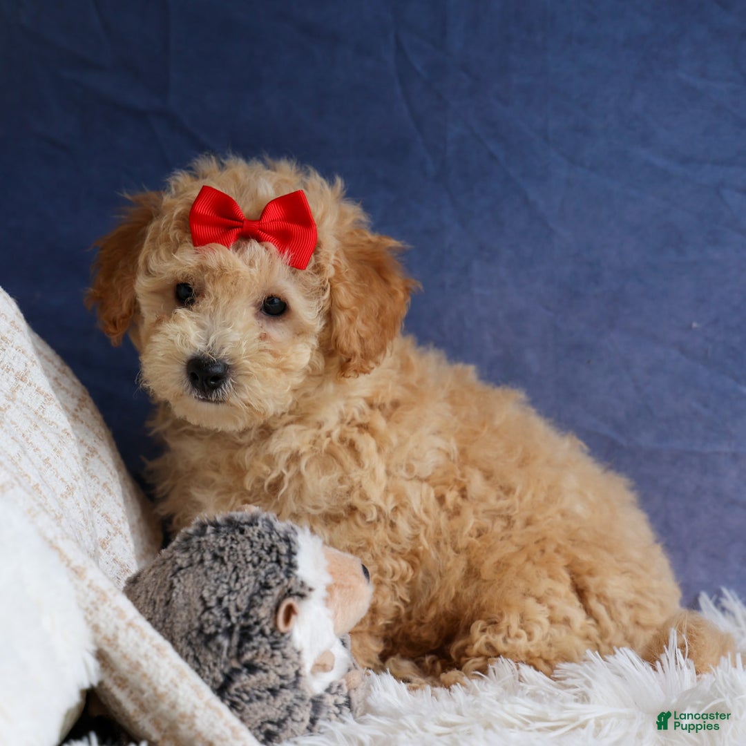 Bichpoo dogs for sale: Tyson - Image 21