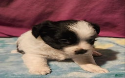 Chihuahua dogs for sale: Oscar - Image 2