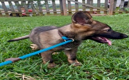 German Shepherd dogs for sale: German Shepherd 2 puppies - Image 6