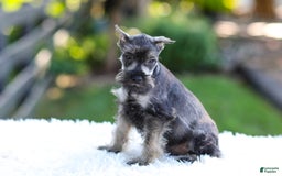 Miniature Schnauzer dogs for sale: Austin - Image 9