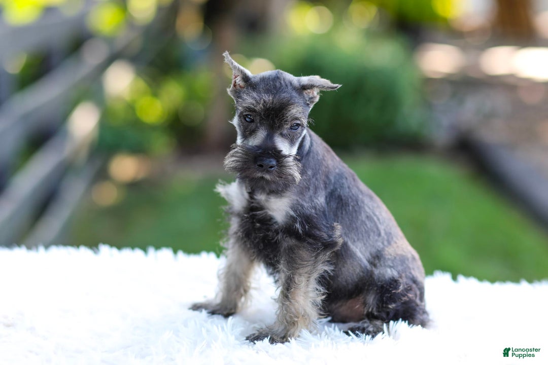 Miniature Schnauzer dogs for sale: Austin - Image 9