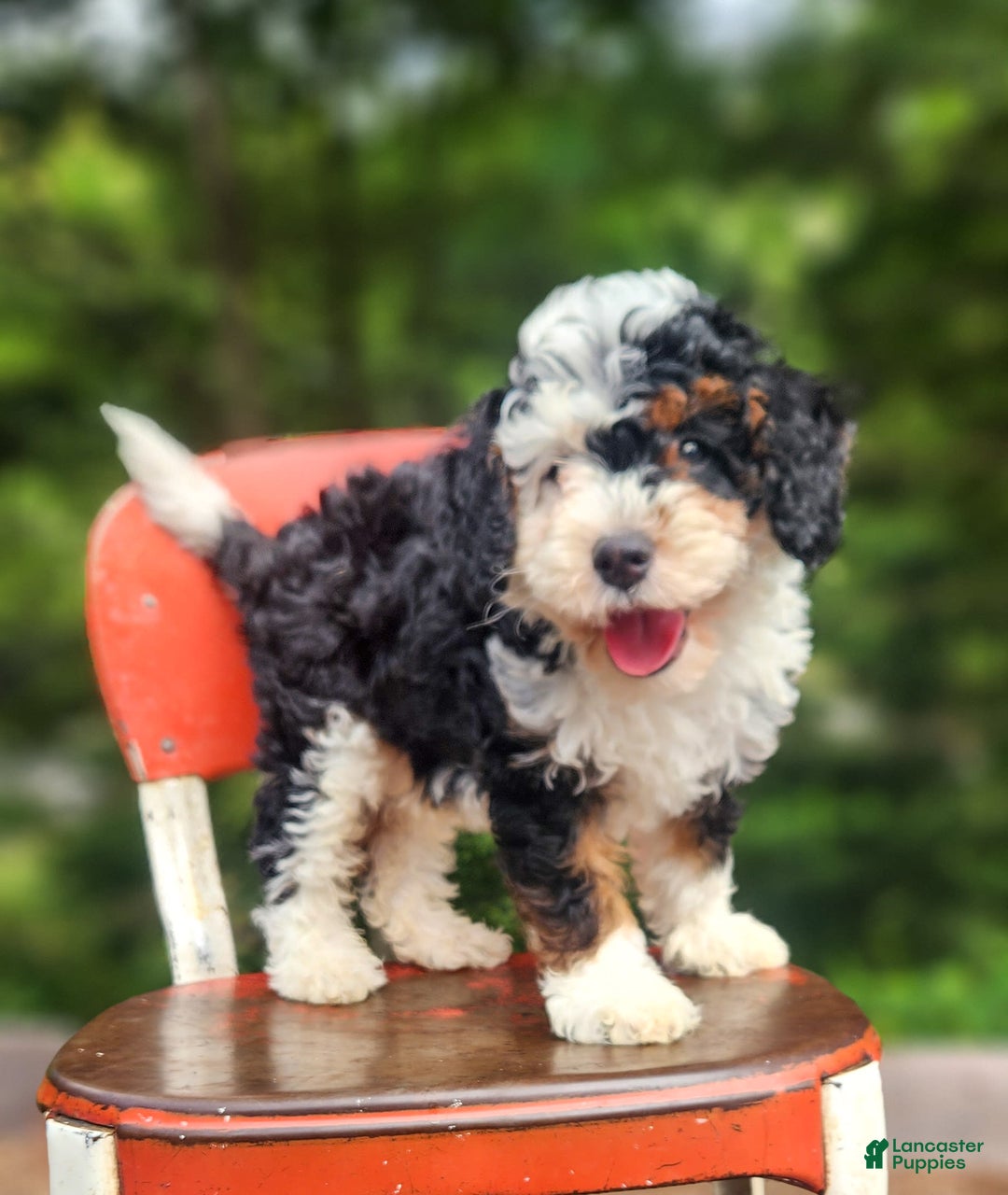 Mini Bernedoodle dogs for sale: Weber - Image 4
