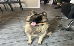 Belgian Tervuren dogs for sale: Nikita - Image 4