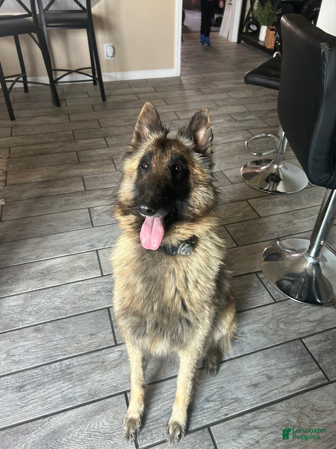 Belgian Tervuren dogs for sale: Nikita - Image 4
