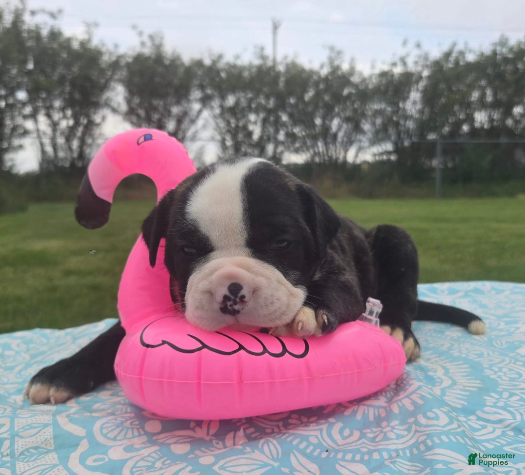 American Bulldog dogs for sale: Matilda - Image 5