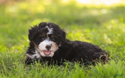 Mini Bernedoodle dogs for sale: Mia - Image 10