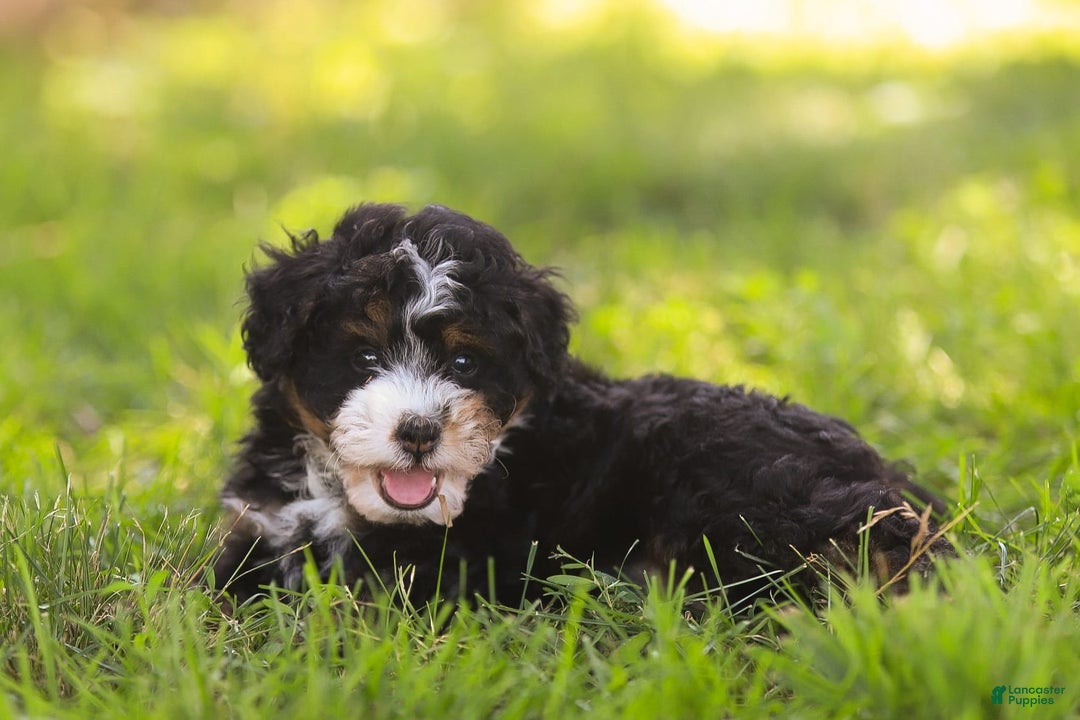 Mini Bernedoodle dogs for sale: Mia - Image 10