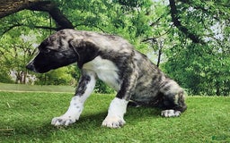 Anatolian Shepherd dogs for sale: AKC Dusty 2025 Male 6 - Image 6