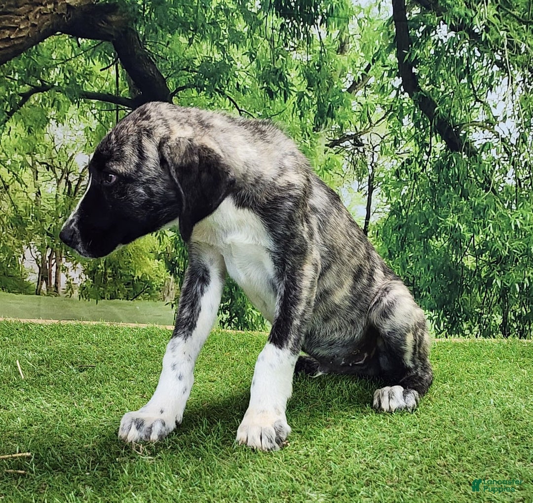 Anatolian Shepherd dogs for sale: AKC Dusty 2025 Male 6 - Image 6