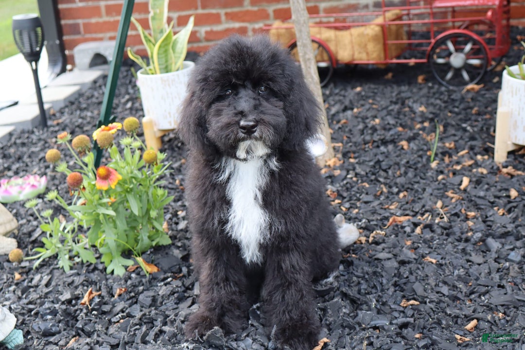 Miniature Poodle dogs for sale: Maui - Image 2