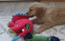 Golden Retriever dogs for sale: Truffle - Image 16