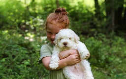 Lagotto Romagnolo dogs for sale: Fabio - Image 4
