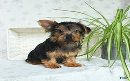 Yorkshire Terrier dogs for sale: Yorkshire Terrier 4 puppies - Image 1