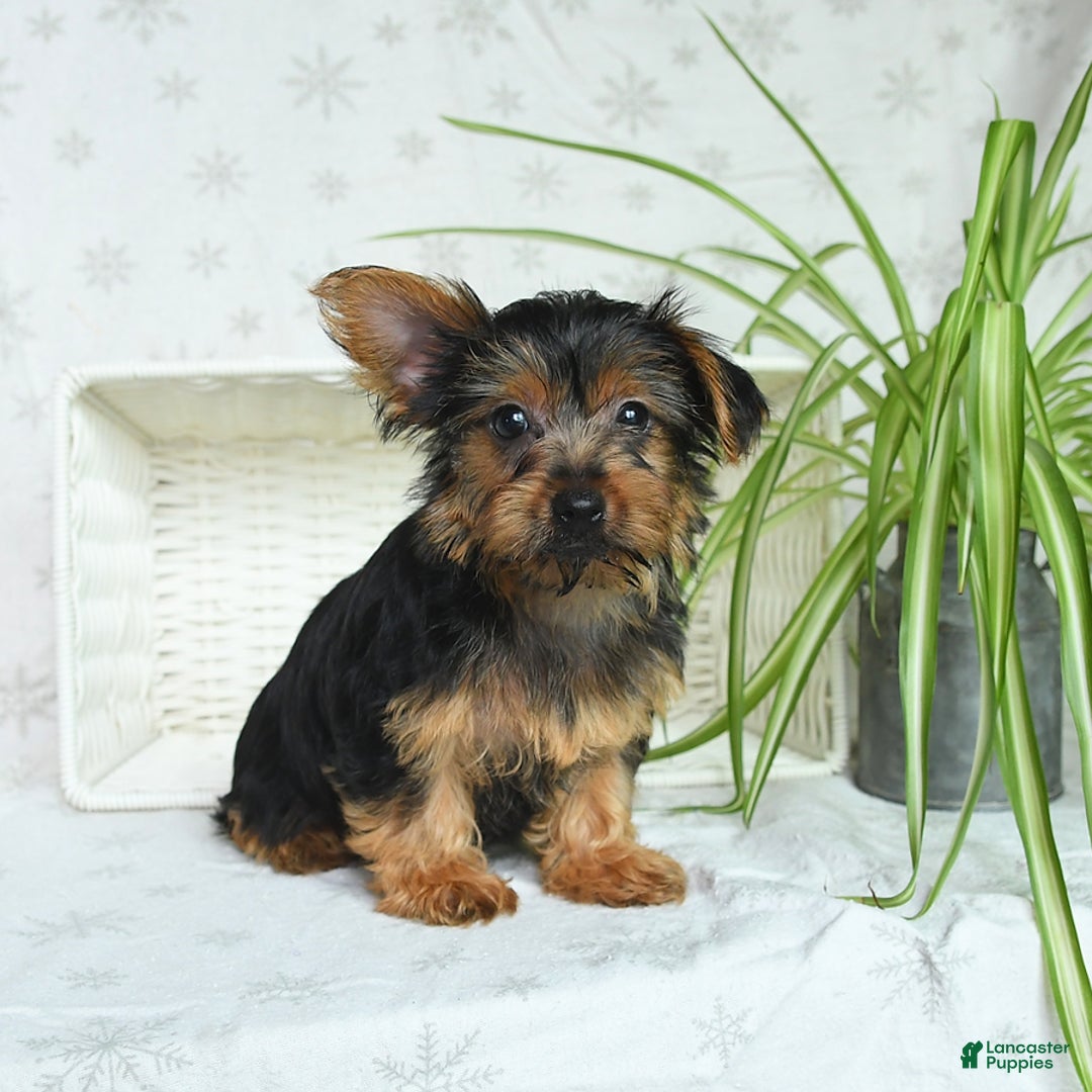 Yorkshire Terrier dogs for sale: Yorkshire Terrier 4 puppies - Image 1