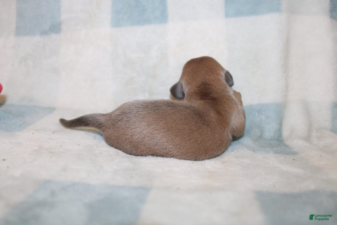 Miniature Dachshund dogs for sale: Max Mini - Image 4