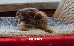 Shorkie dogs for sale: Mitch - Image 3