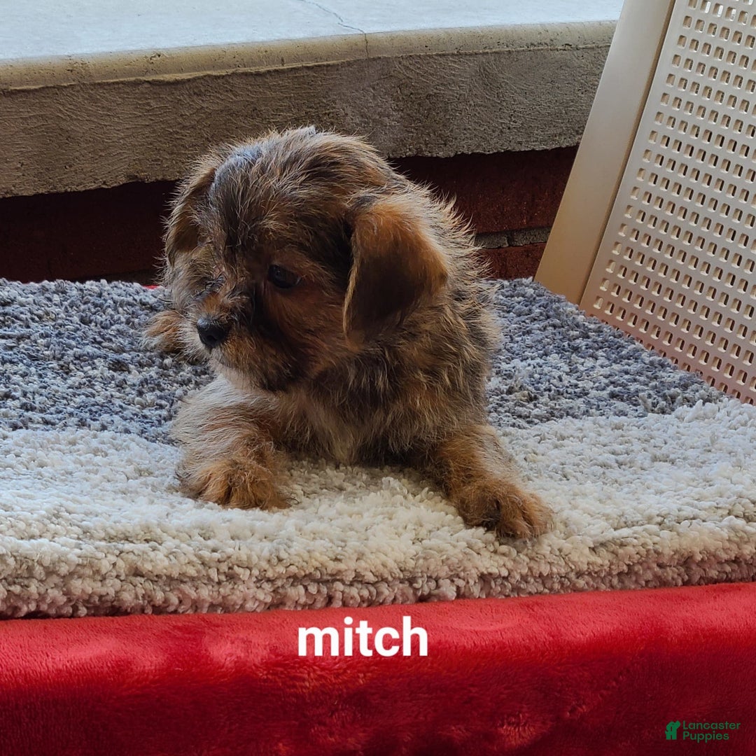 Shorkie dogs for sale: Mitch - Image 3