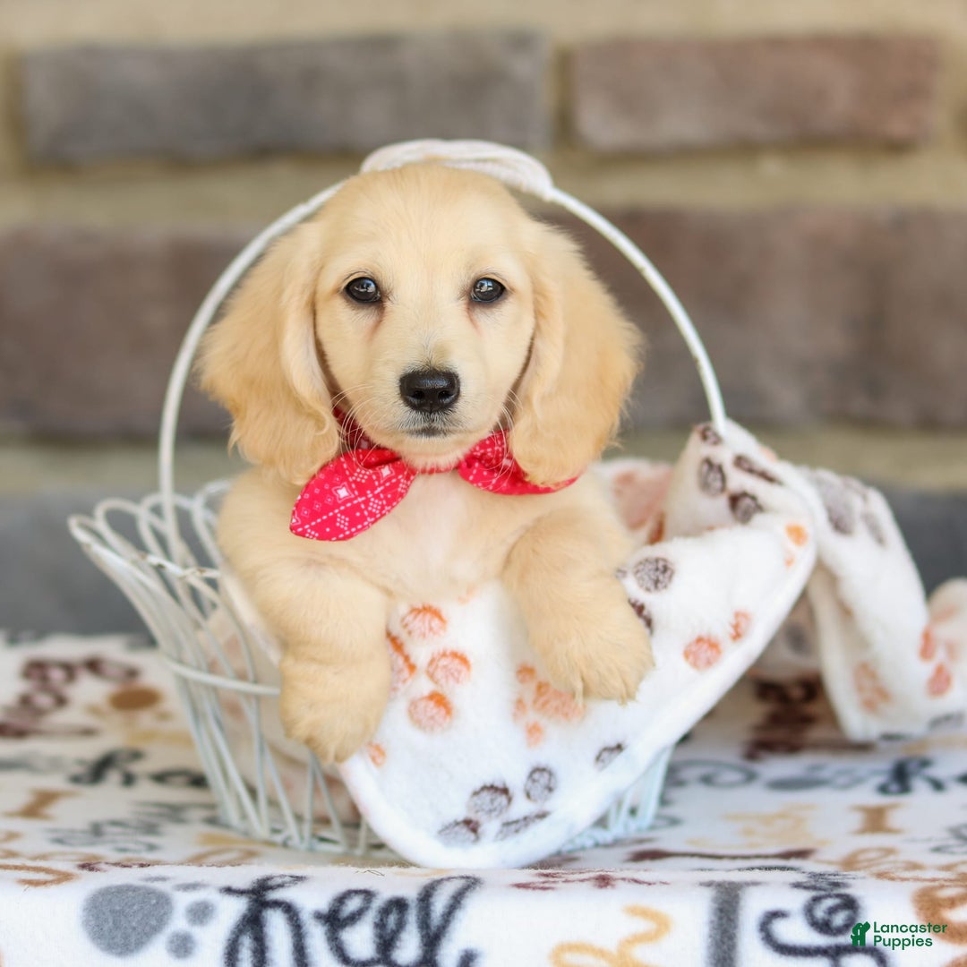 Miniature Dachshund dogs for sale: Tucker - Image 6