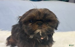 Shih Tzu dogs for sale: Glitterbug Pink - Image 14