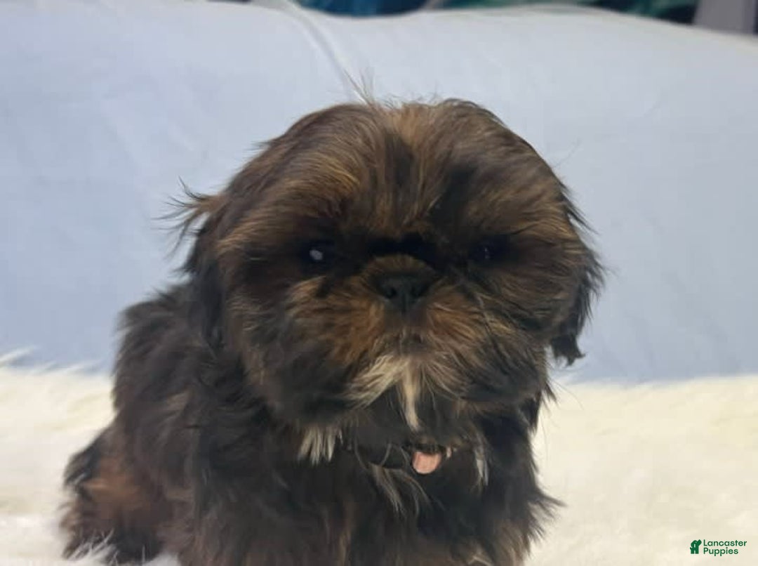 Shih Tzu dogs for sale: Glitterbug Pink - Image 14