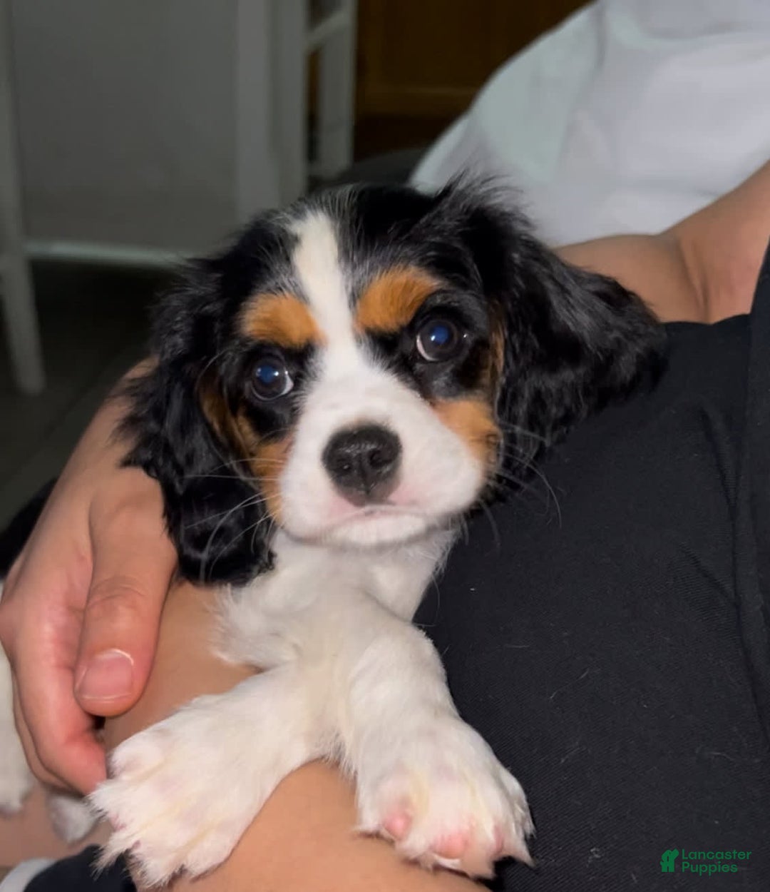 Cavalier King Charles Spaniel dogs for sale: Nova 💫 - Image 2