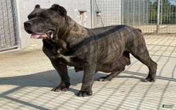 Cane Corso dogs for sale: Rocco - Image 5