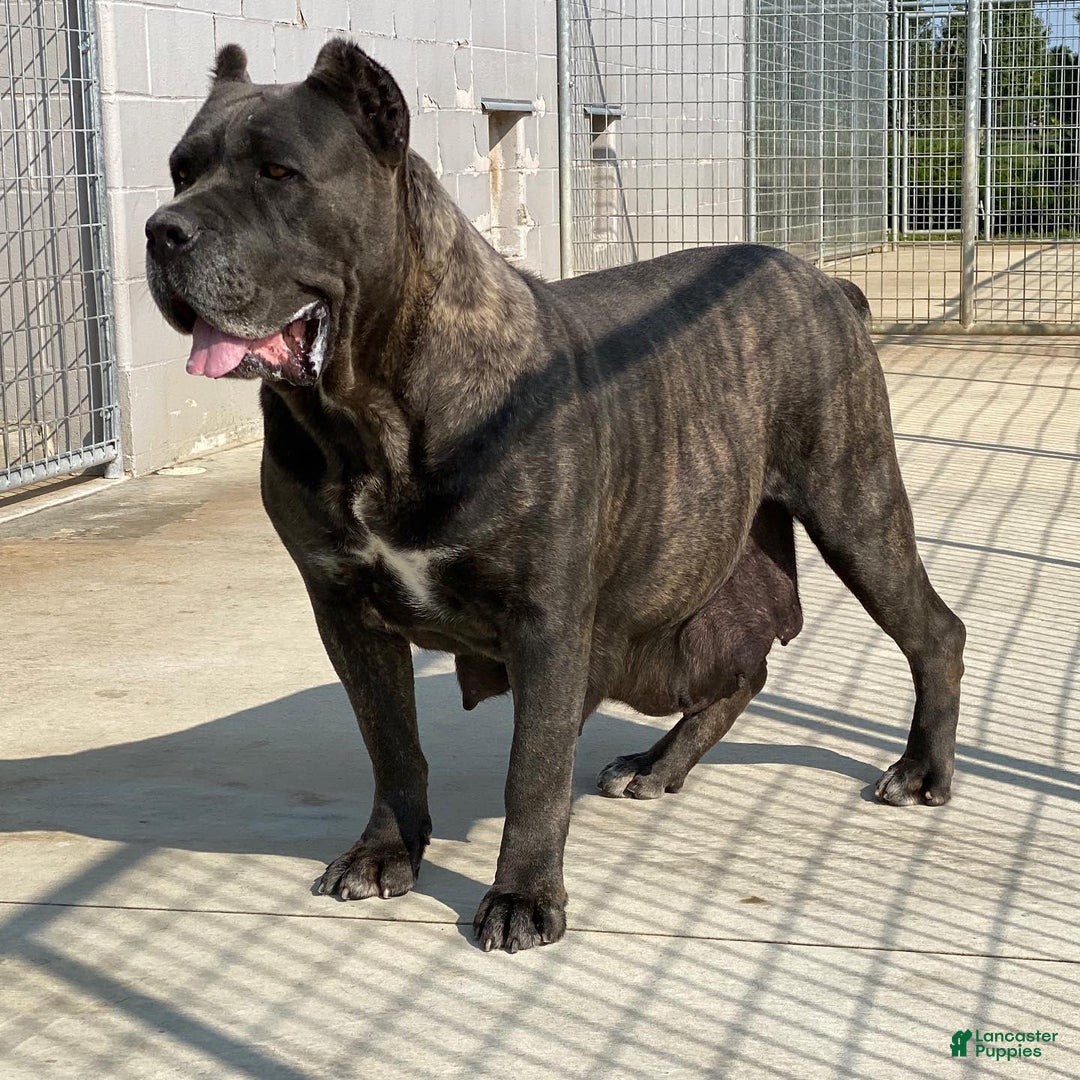 Cane Corso dogs for sale: Rocco - Image 5