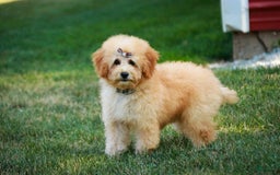Miniature Poodle dogs for sale: Addison - Image 3