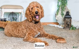 Bernedoodle dogs for sale: Stetson - Image 15