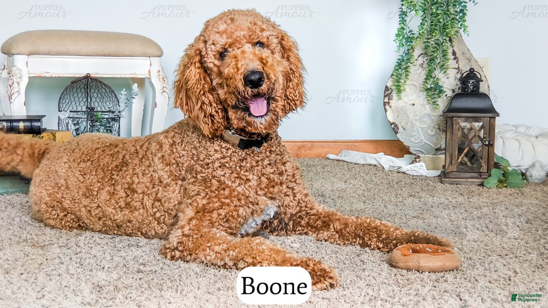 Bernedoodle dogs for sale: Stetson - Image 15
