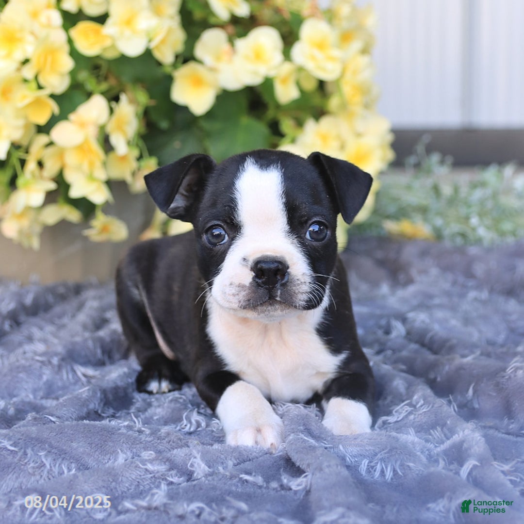 Boston Terrier dogs for sale: Homer - Image 2