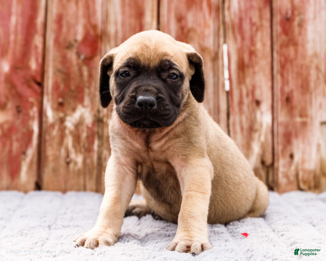 English Mastiff dogs for sale: Hazel - Image 9