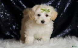 Maltipoo dogs for sale: Tundra - Image 1