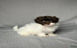 Havapoo dogs for sale: Kate - Image 3