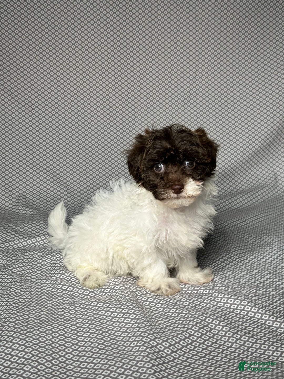 Havapoo dogs for sale: Kate - Image 3